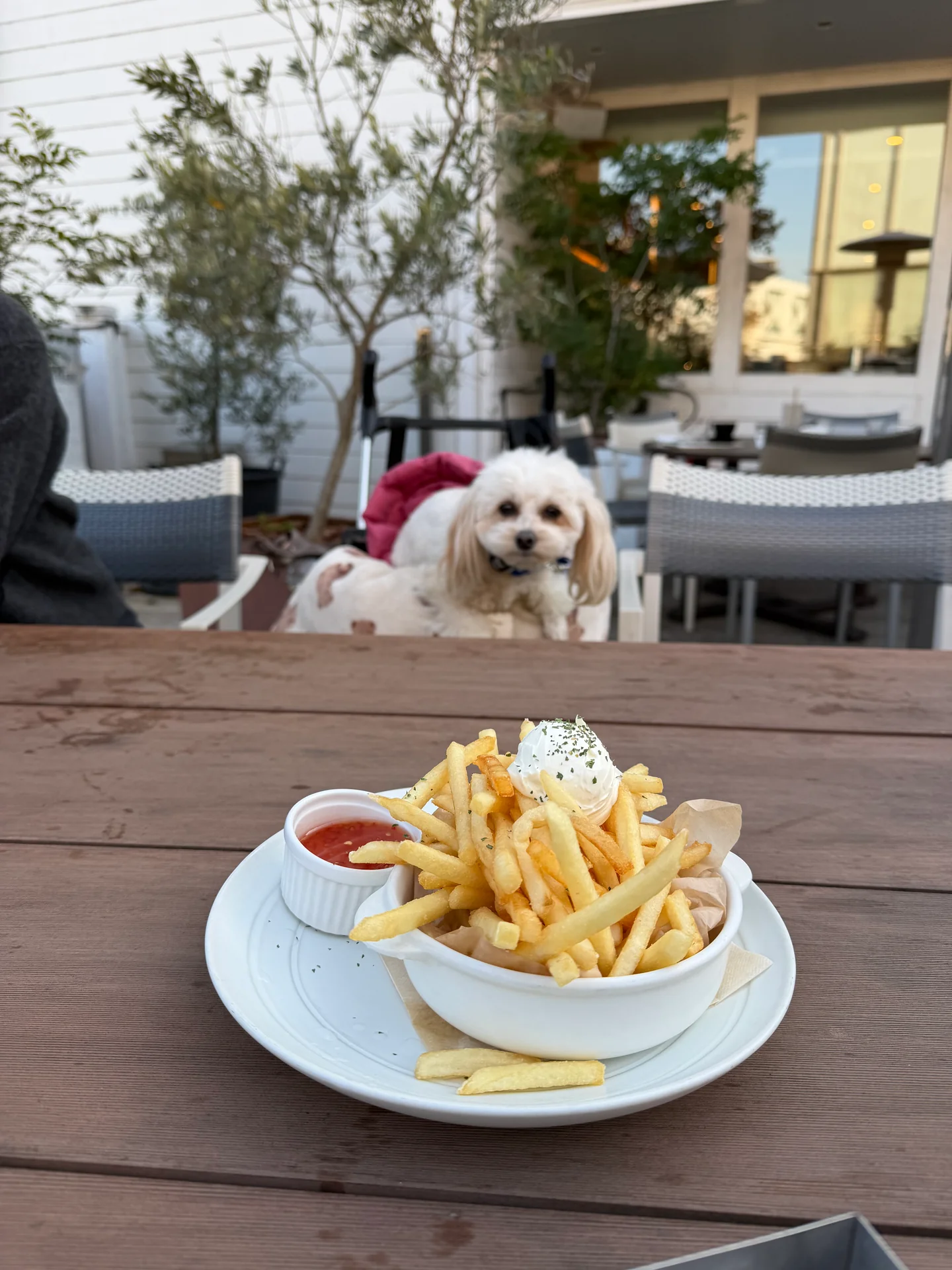 ロンハーマン カフェ二子玉川店(東京都世田谷区)の犬同伴・ワン活情報